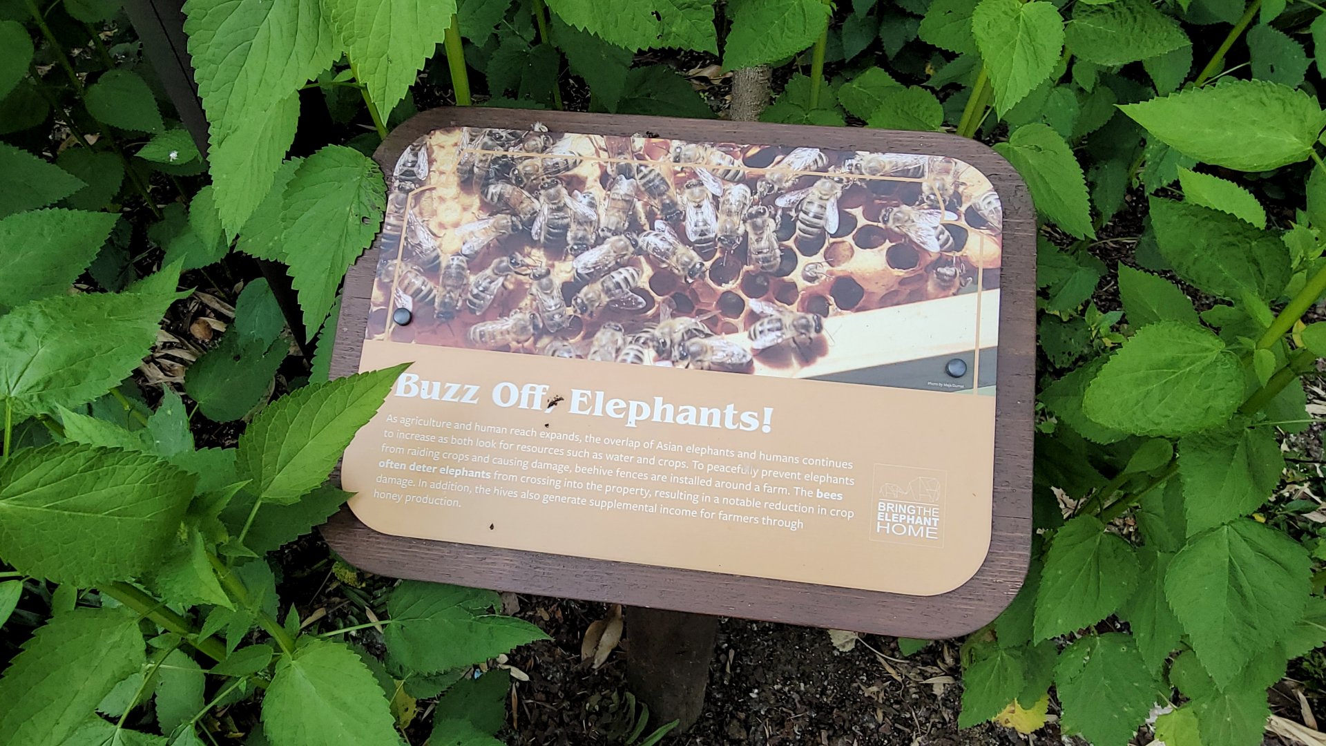 May. 2025 - NEW! Elephant Trek - Siamang Point - Bee Signage