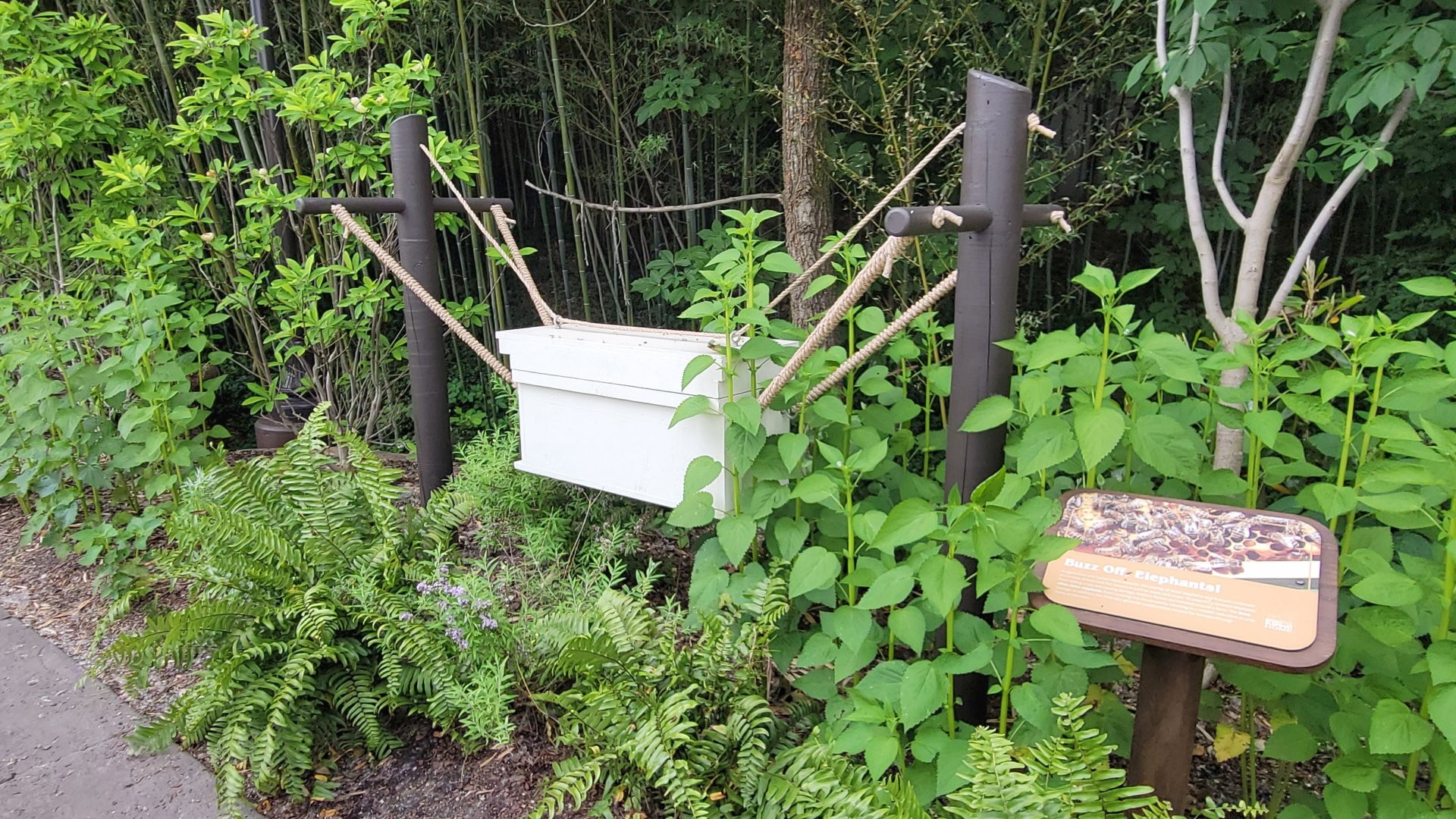 May. 2025 - NEW! Elephant Trek - Siamang Point - Bee Station