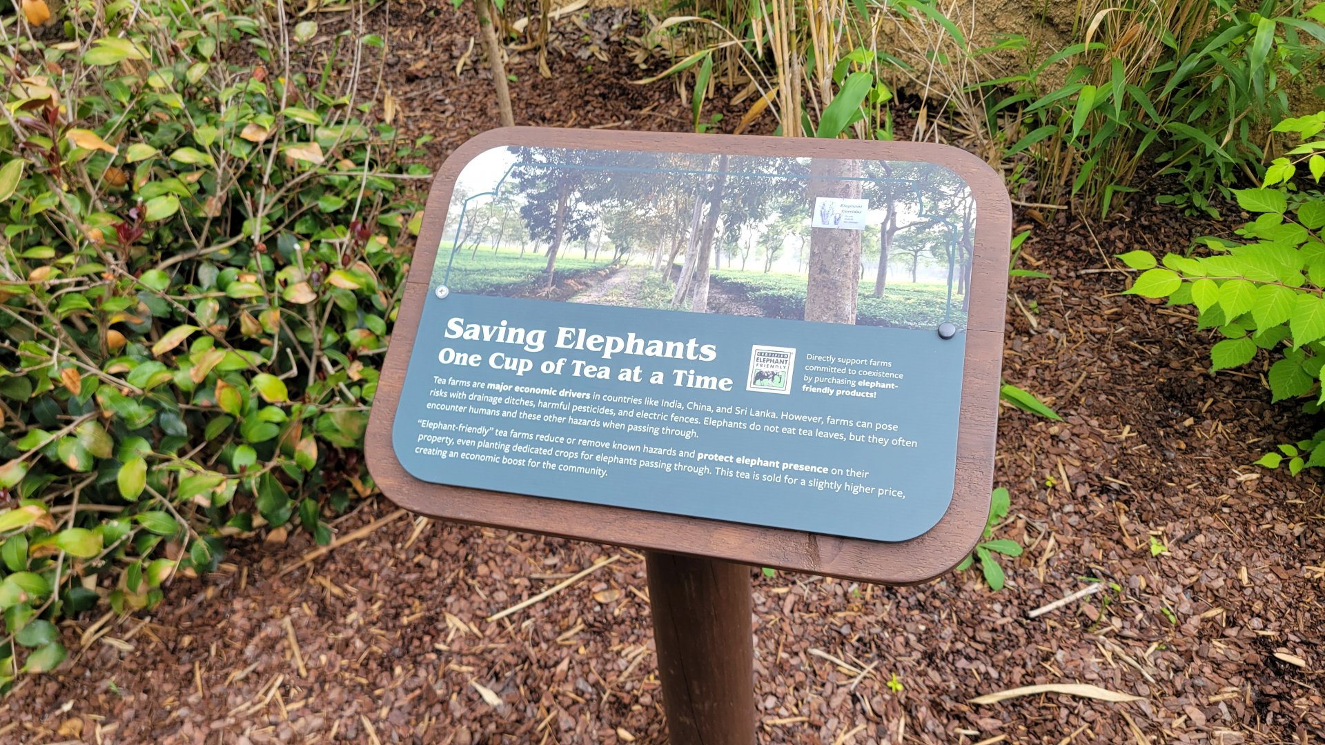 May. 2025 - NEW! Elephant Trek - Siamang Point - Tea Signage