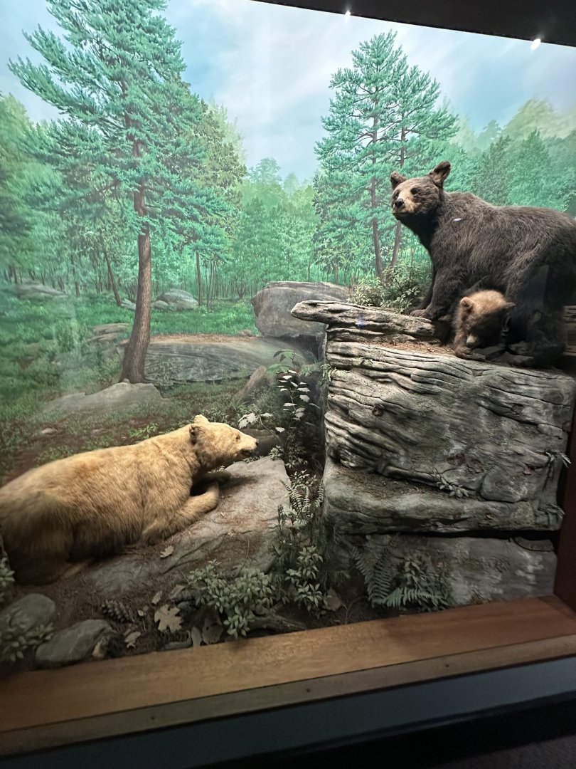 May 2025 - North America - American Black Bears