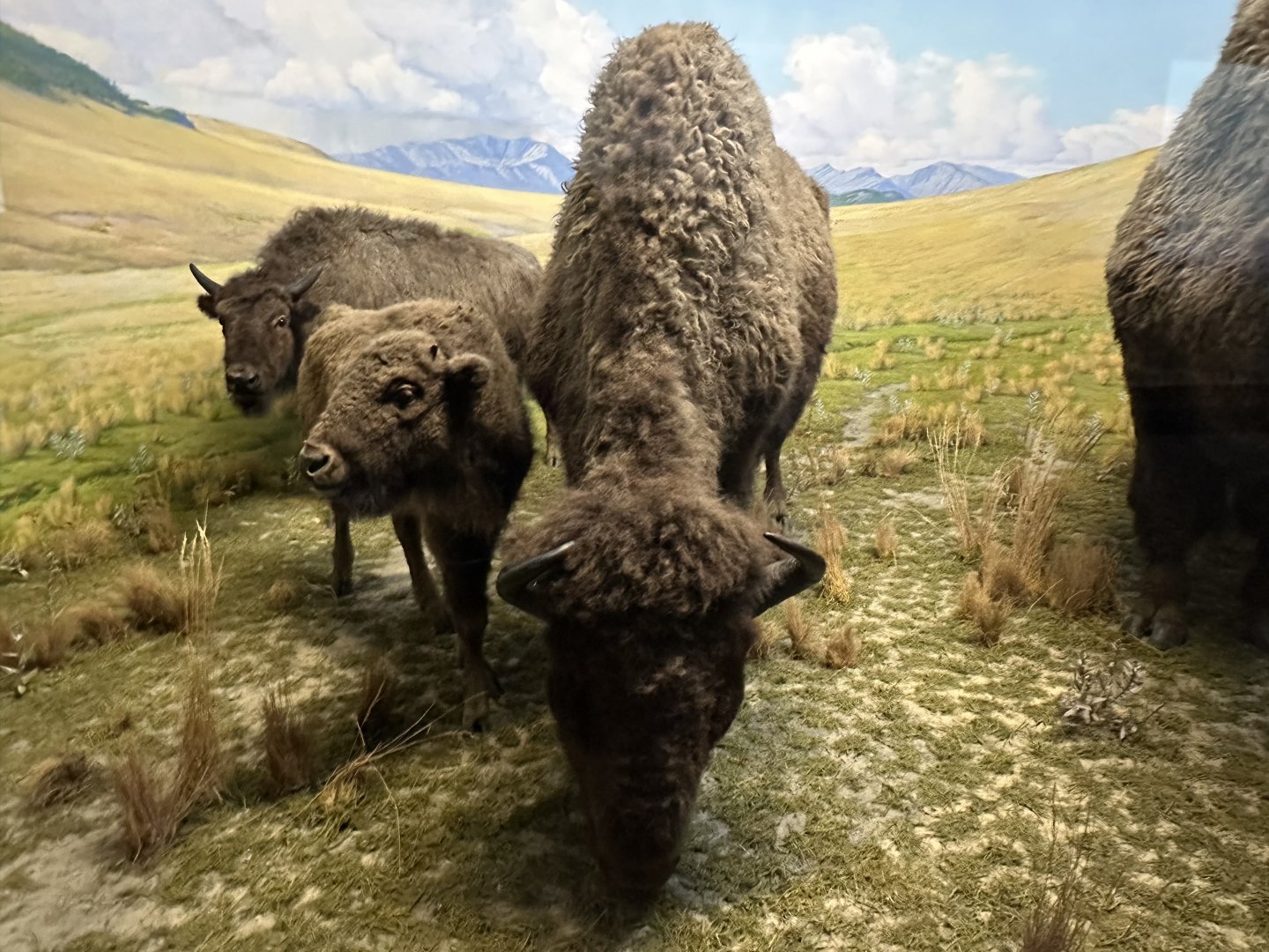 May 2025 - North America - American (Plains) Bison