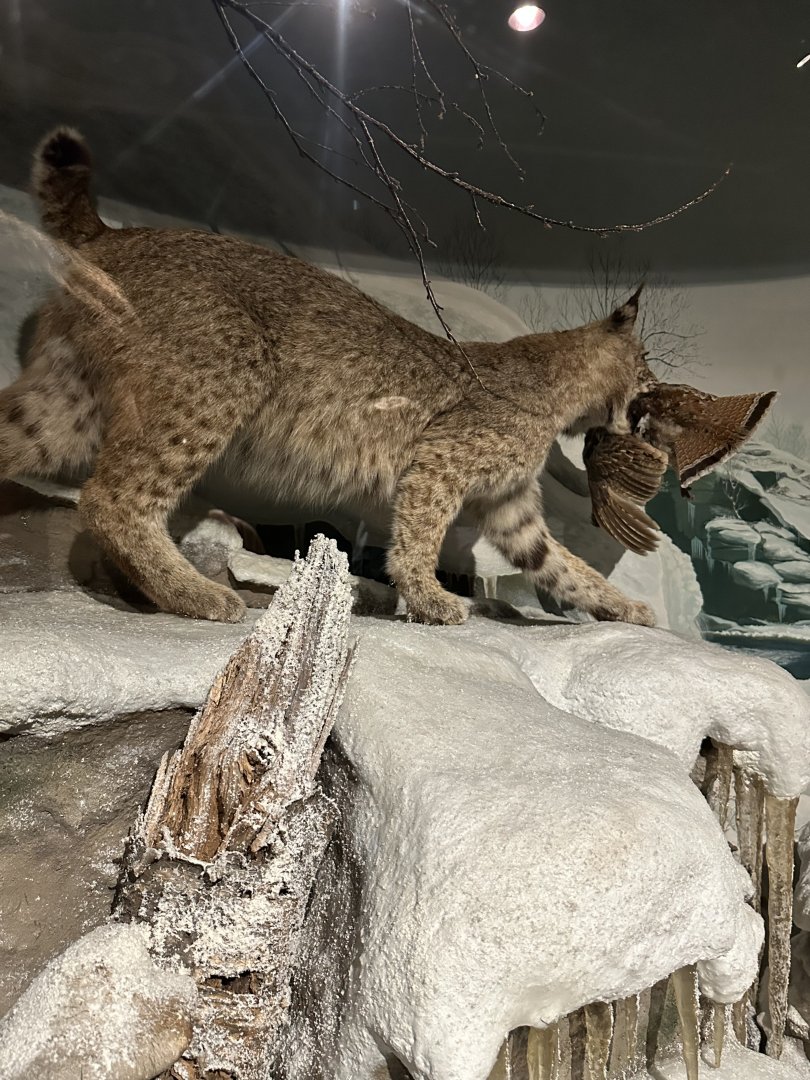 May 2025 - North America - Bobcat with Prey