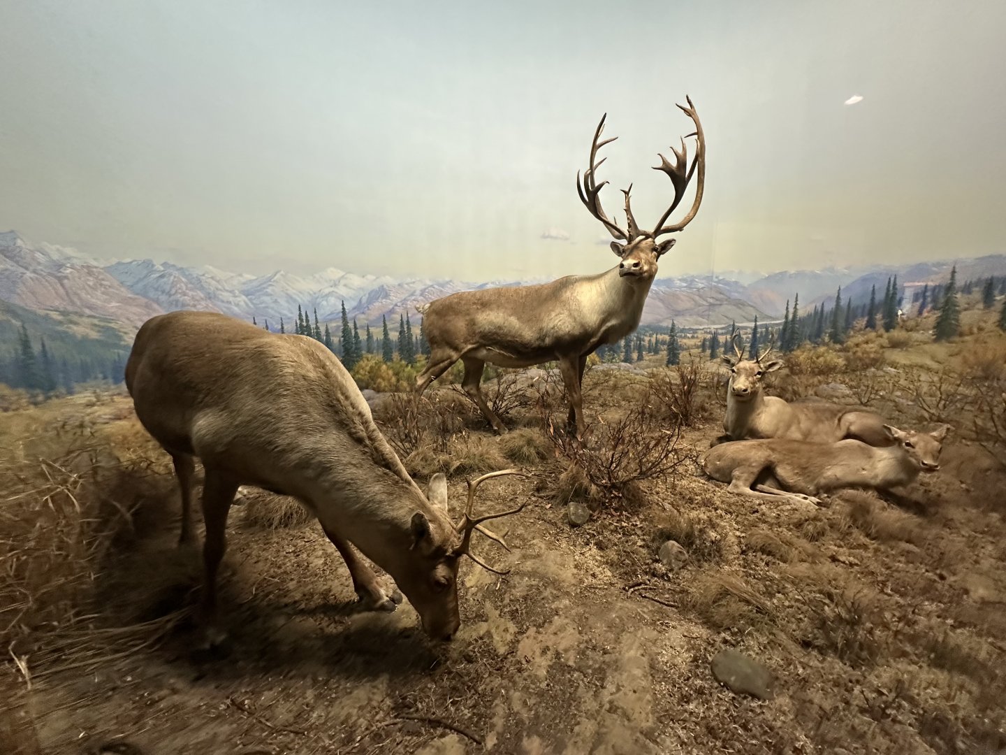 May 2025 - North America - Caribou Herd
