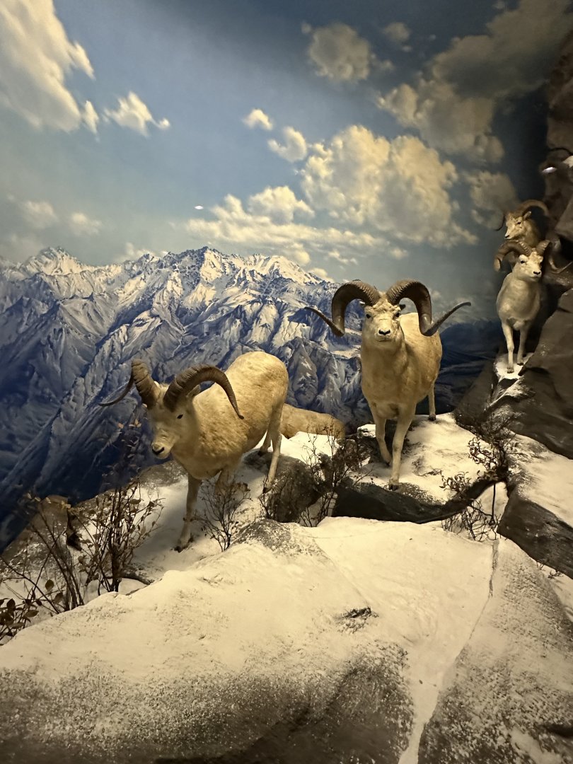May 2025 - North America - Dall Sheep