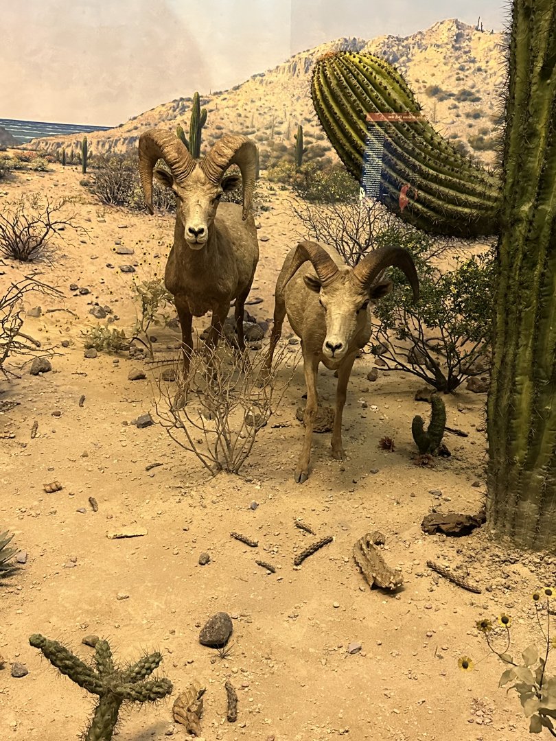 May 2025 - North America - Desert Bighorn Sheep