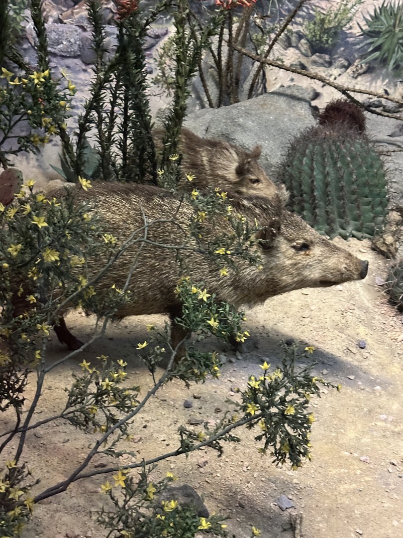 May 2025 - North America - Javelinas (Collared Peccaries)
