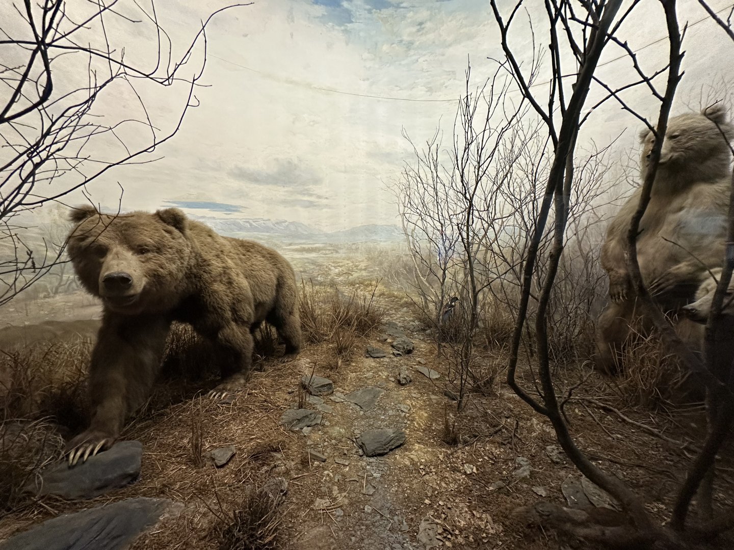 May 2025 - North America - Kodiak Bears