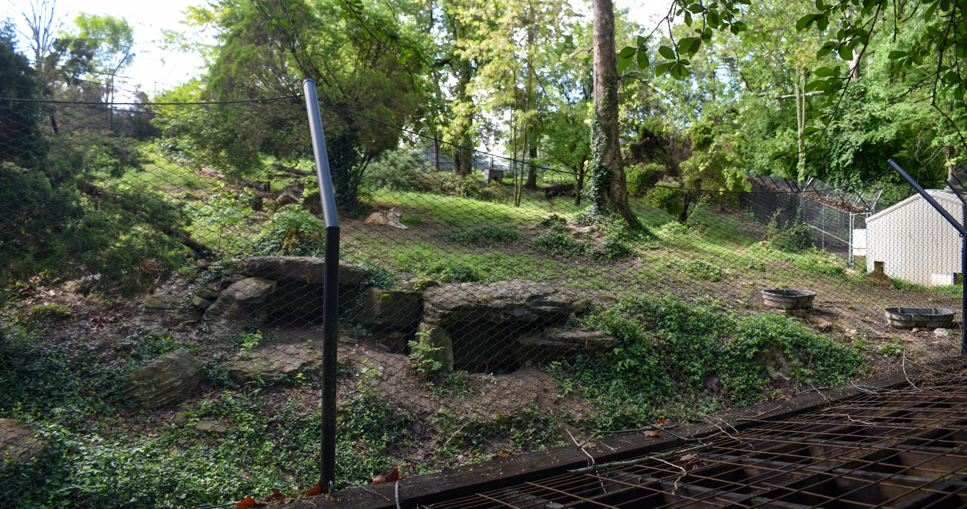 May. 2025 - North America - Mexican Wolf Exhibit