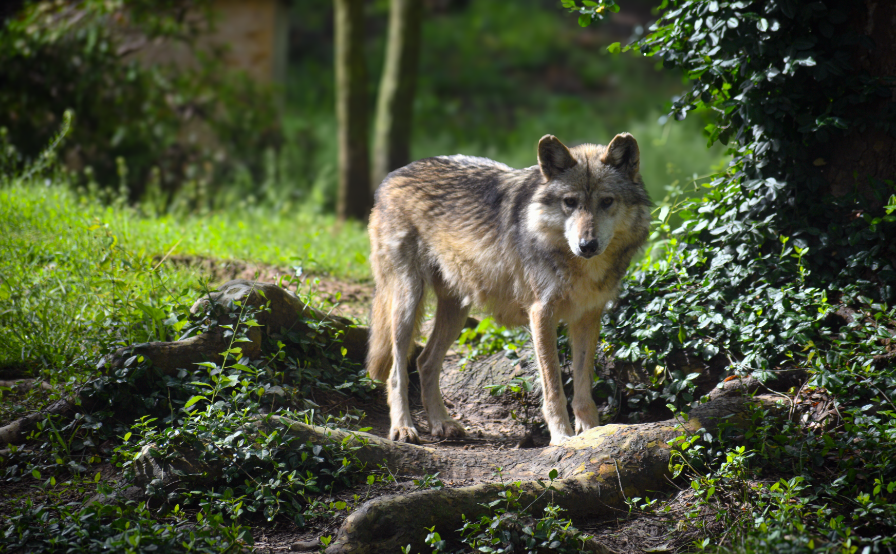 May. 2025 - North America - Mexican Wolf