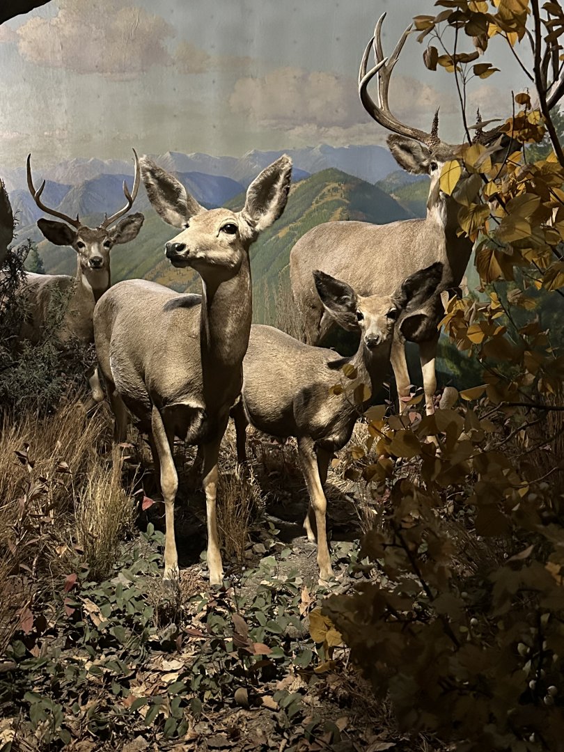 May 2025 - North America - Mule Deer