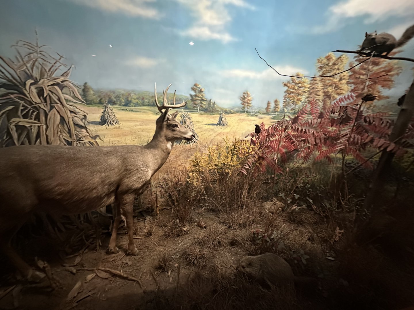 May 2025 - North America - Multi-Species Diorama