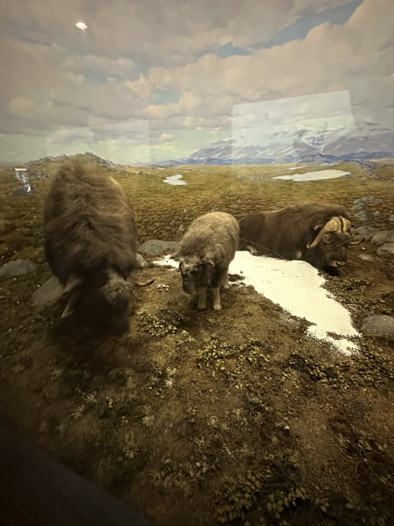 May 2025 - North America - Musk Oxen