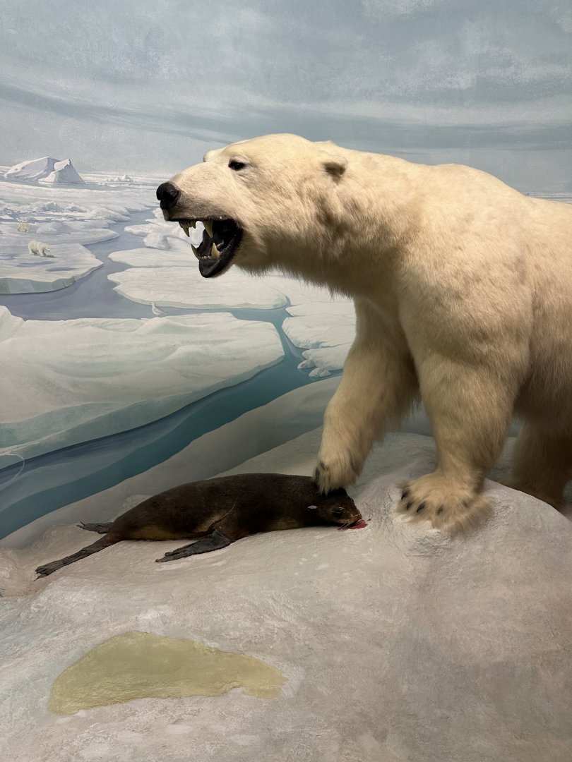 May 2025 - North America - Polar Bear with Prey