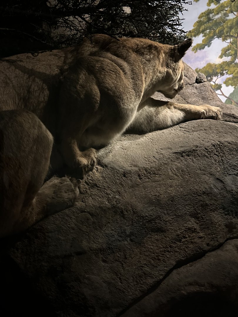 May 2025 - North America - Puma