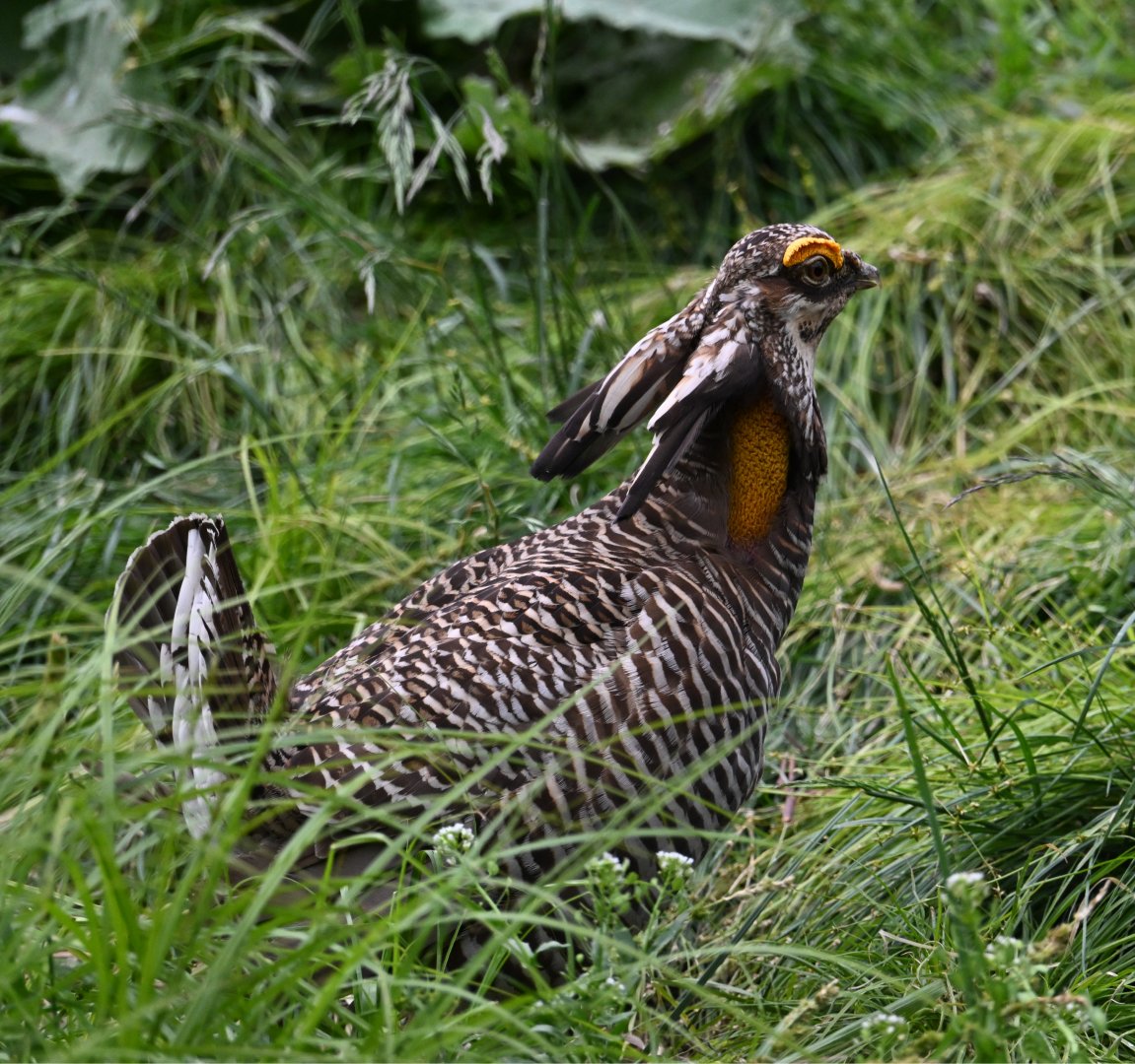May 2025: North American Prairie Aviary, greater prairie chicken