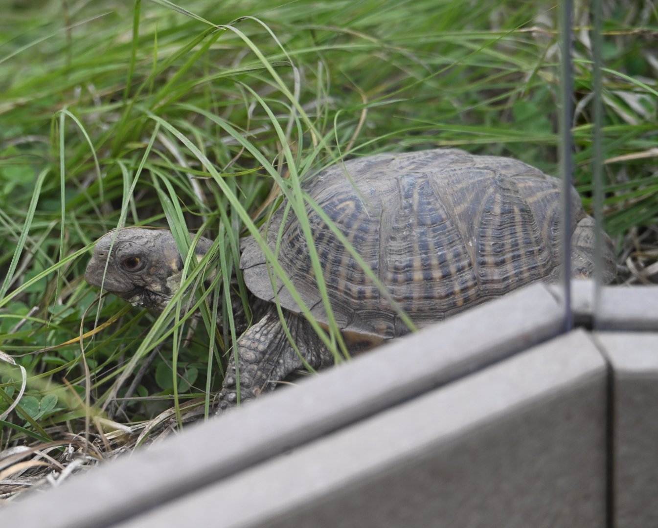 May 2025: Ornate box turtle