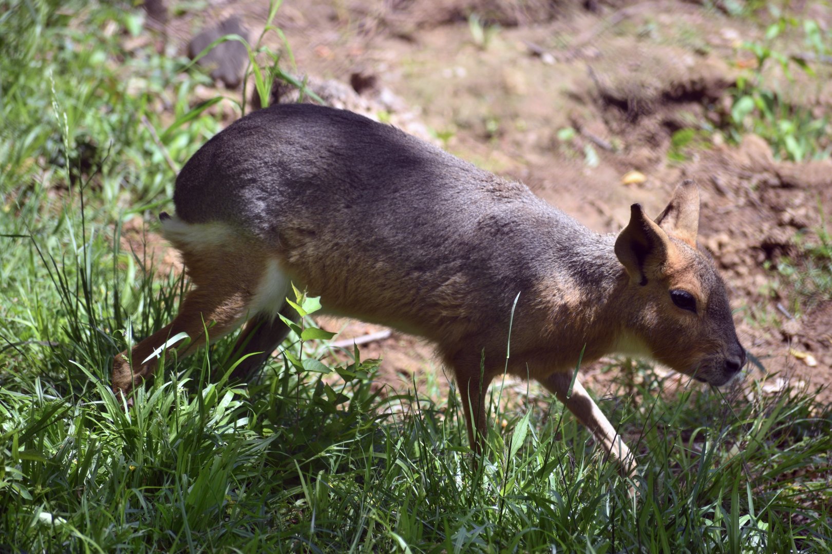 May. 2025 - Patagonia Mara