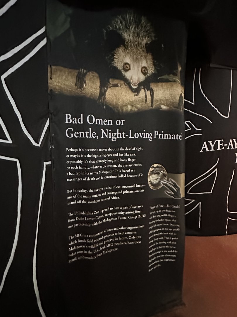 May 2025 - PECO Primate Reserve - Aye-Aye Drapery