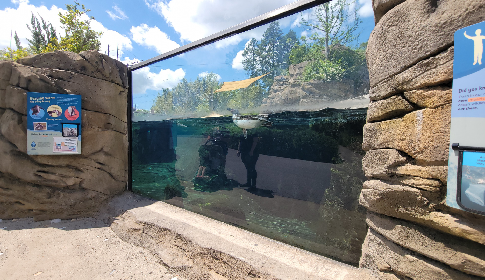 May. 2025 - Penguins of Patagonia