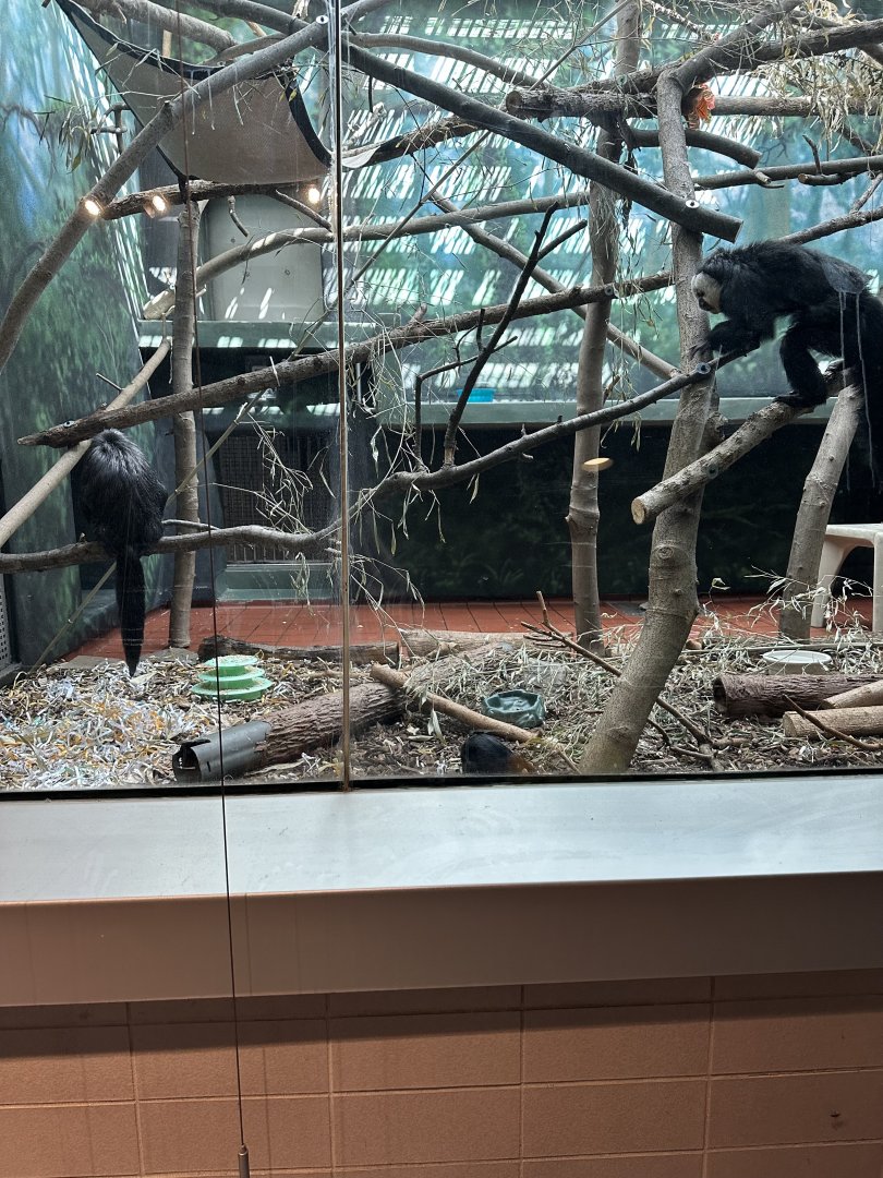 May 2025 - RACC - Two Sakis and a Sengi