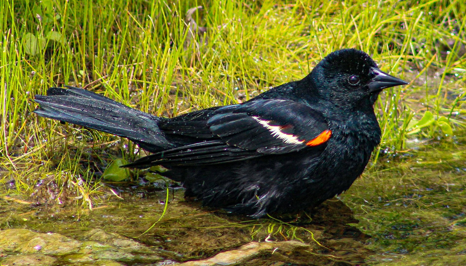 May. 2025 - Red-winged Blackbird