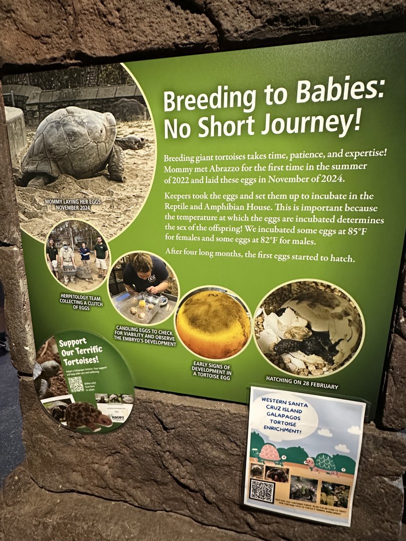 May 2025 - Reptile and Amphibian House - Tortoise Signage