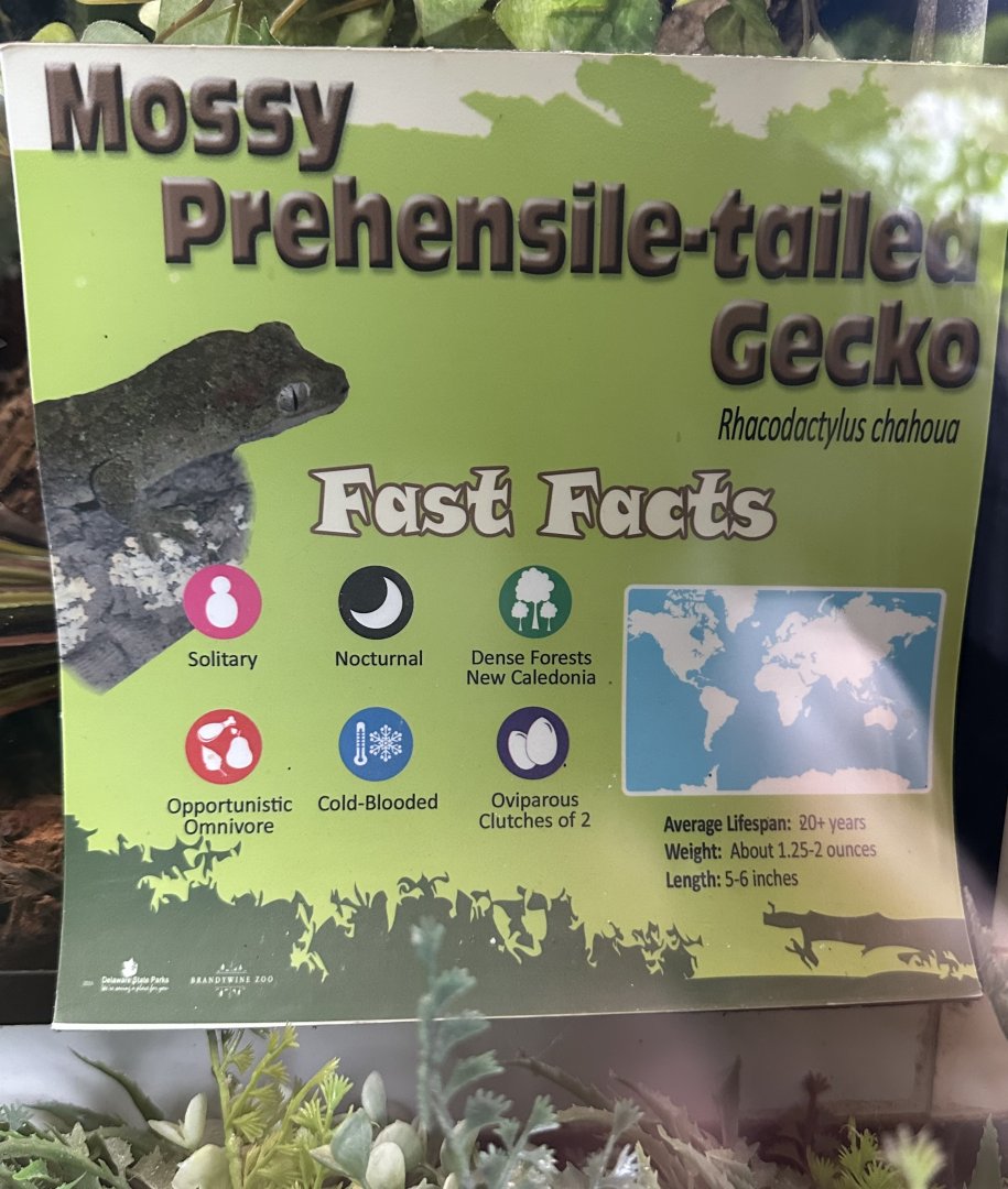 May 2025 - Reptiles of Australasia - Gecko Signage