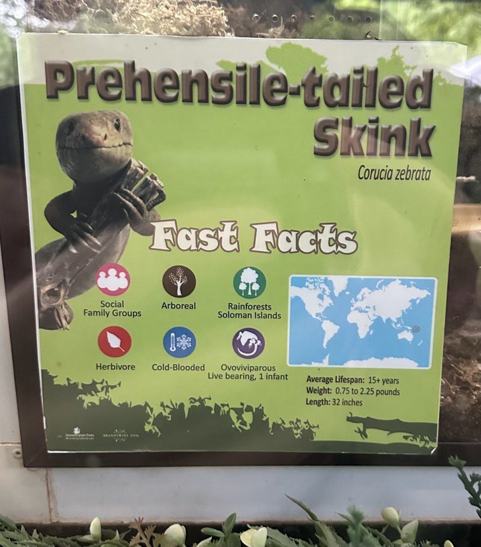 May 2025 - Reptiles of Australasia - Skink Signage