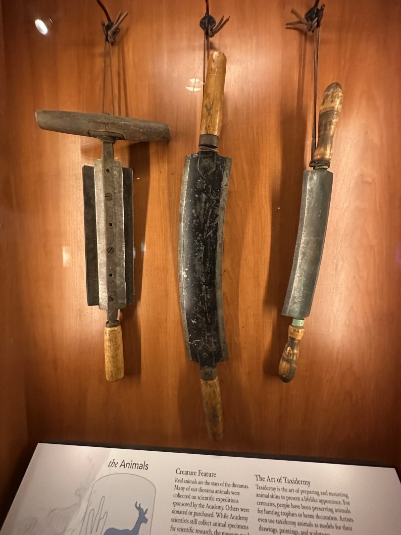 May 2025 - Secrets of the Diorama - Tools for Taxidermy