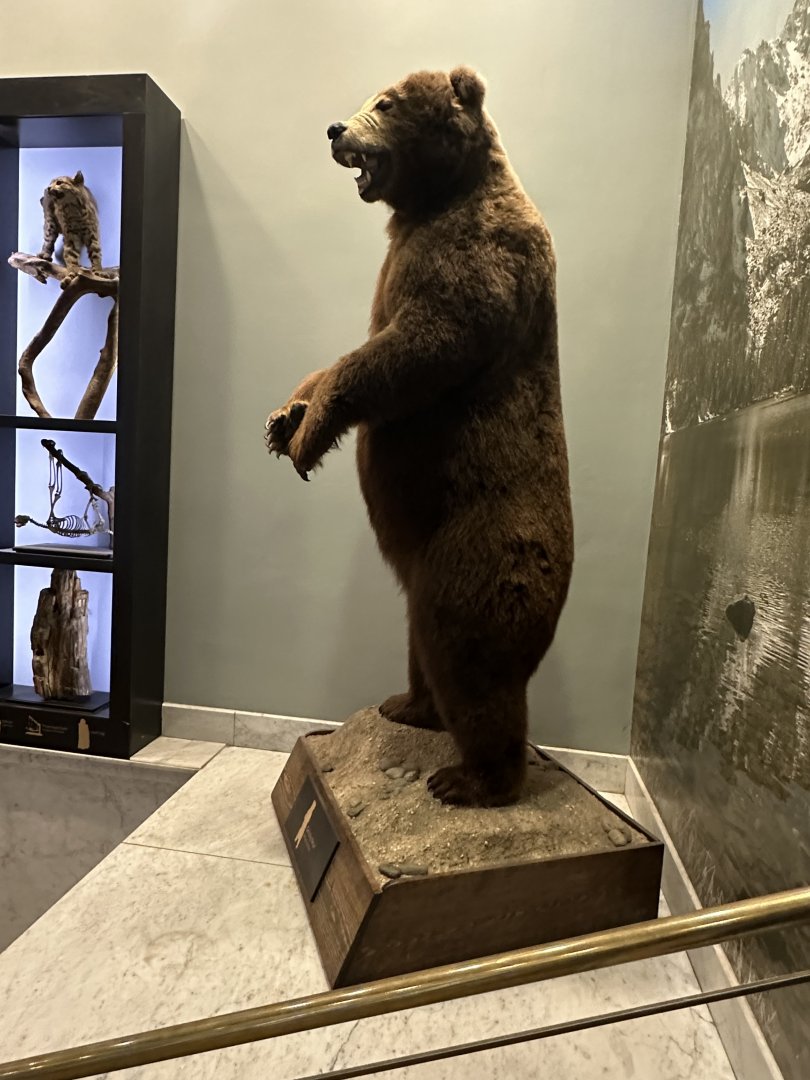 May 2025 - Standing Grizzly Bear