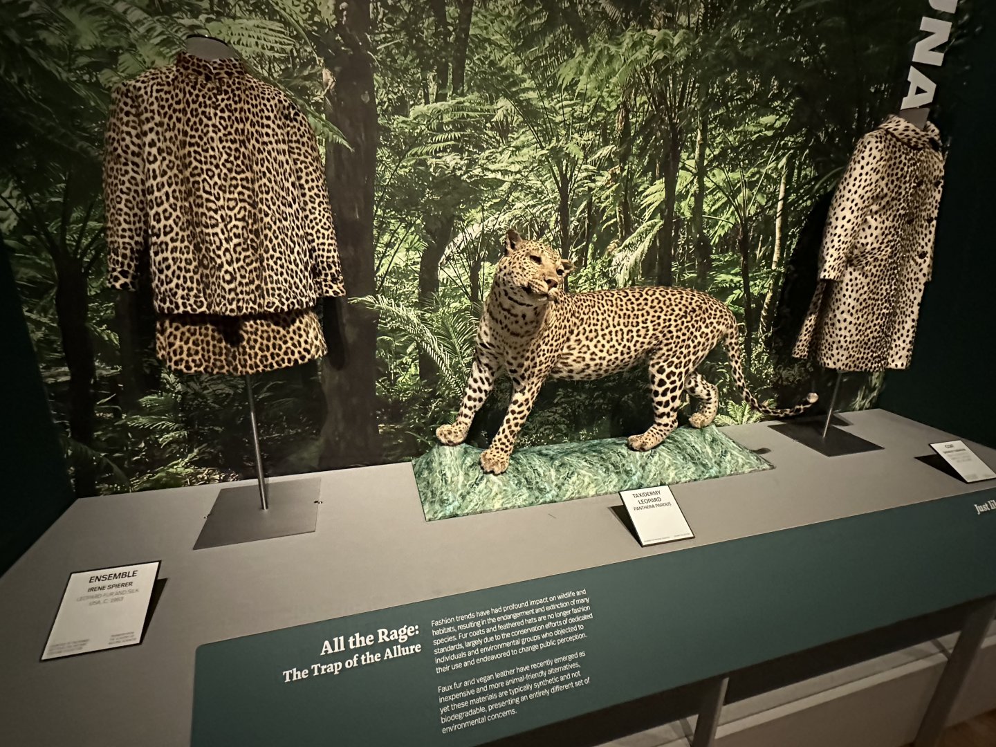 May 2025 - The Ecology of Fashion - Leopard Display