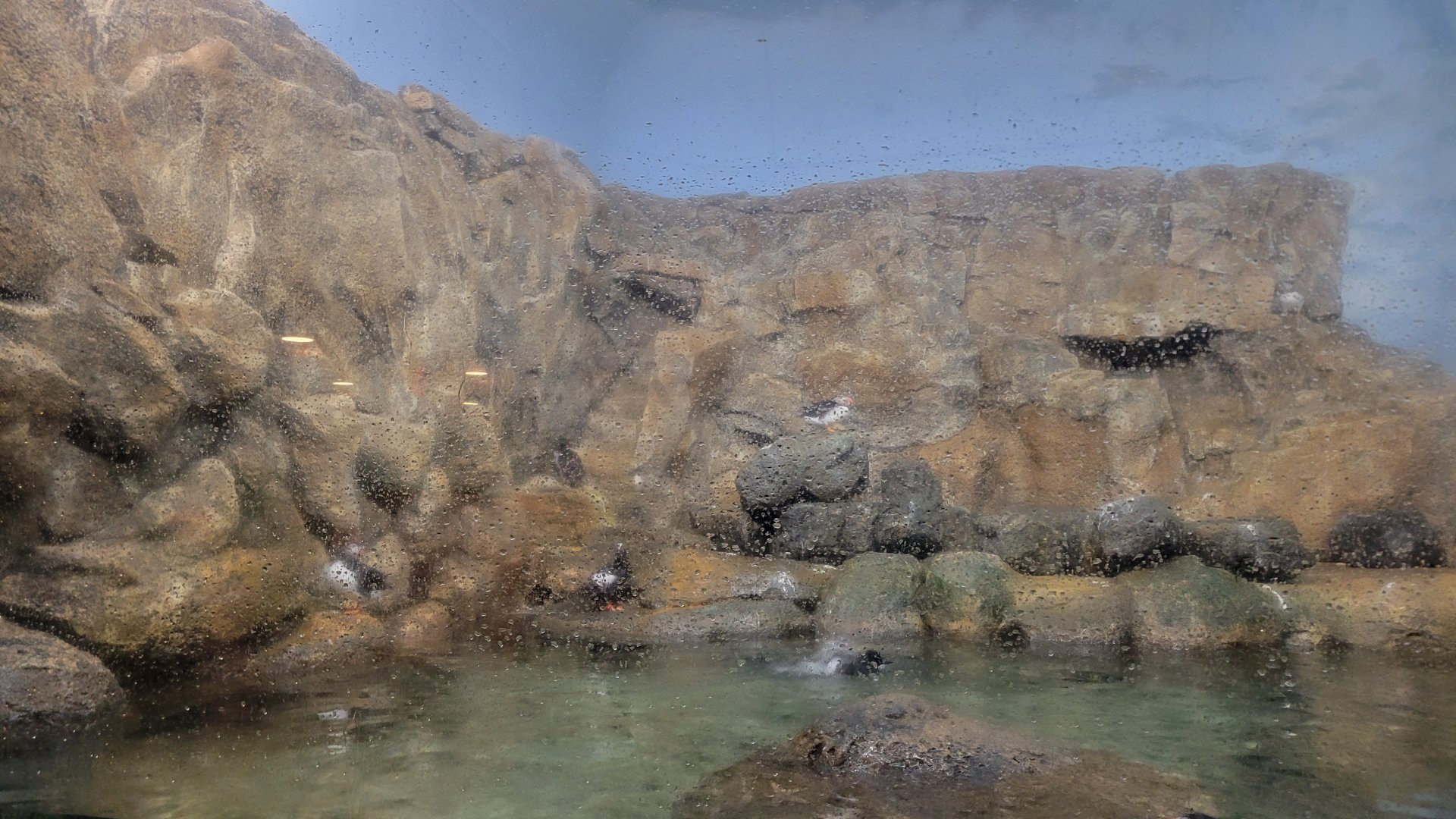 May. 2025 - Wings of the World - Northern Oceans (New Cliff Wall)