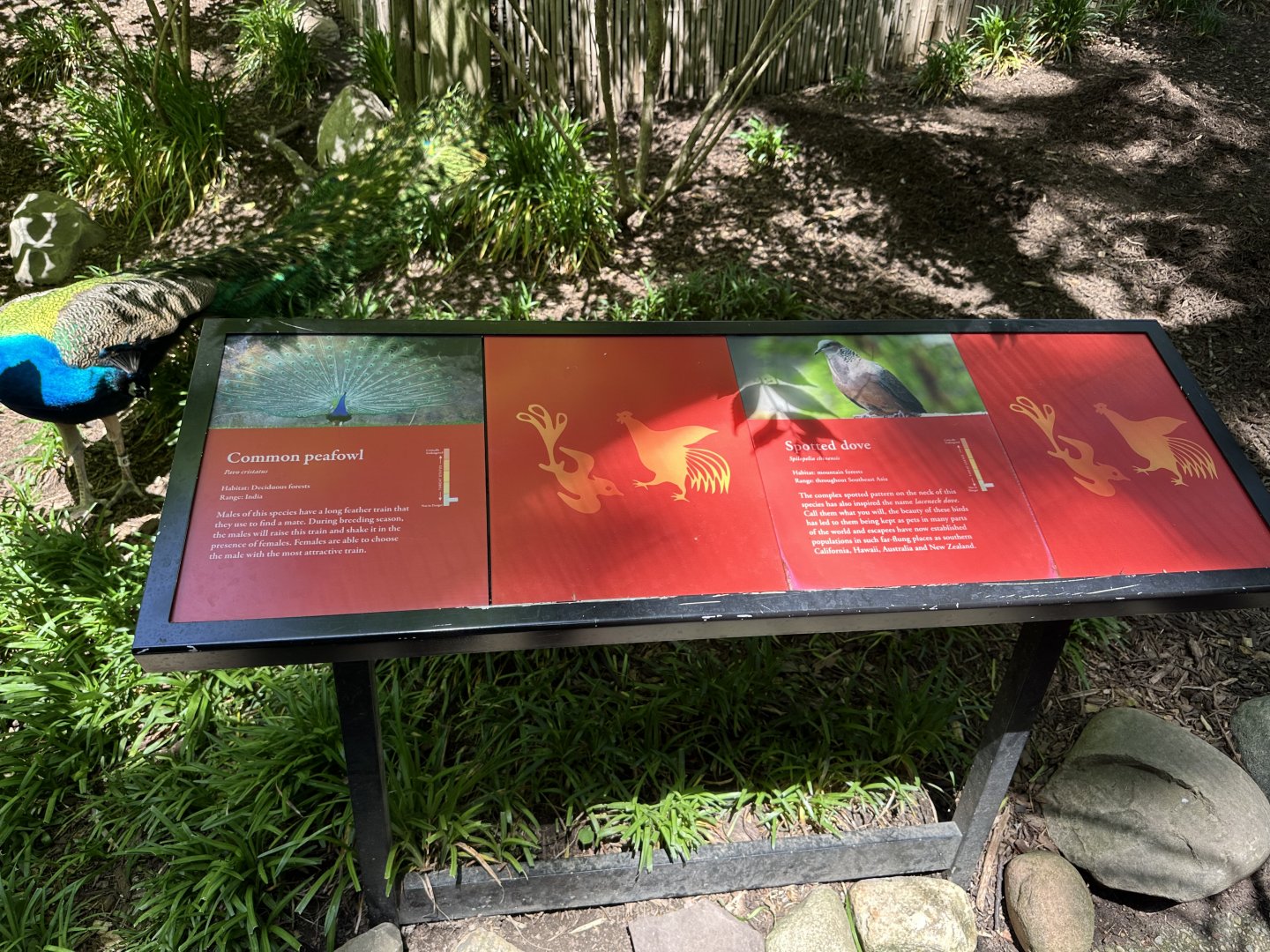 May 2025 - Wings of the World - Signage (and Peacock)