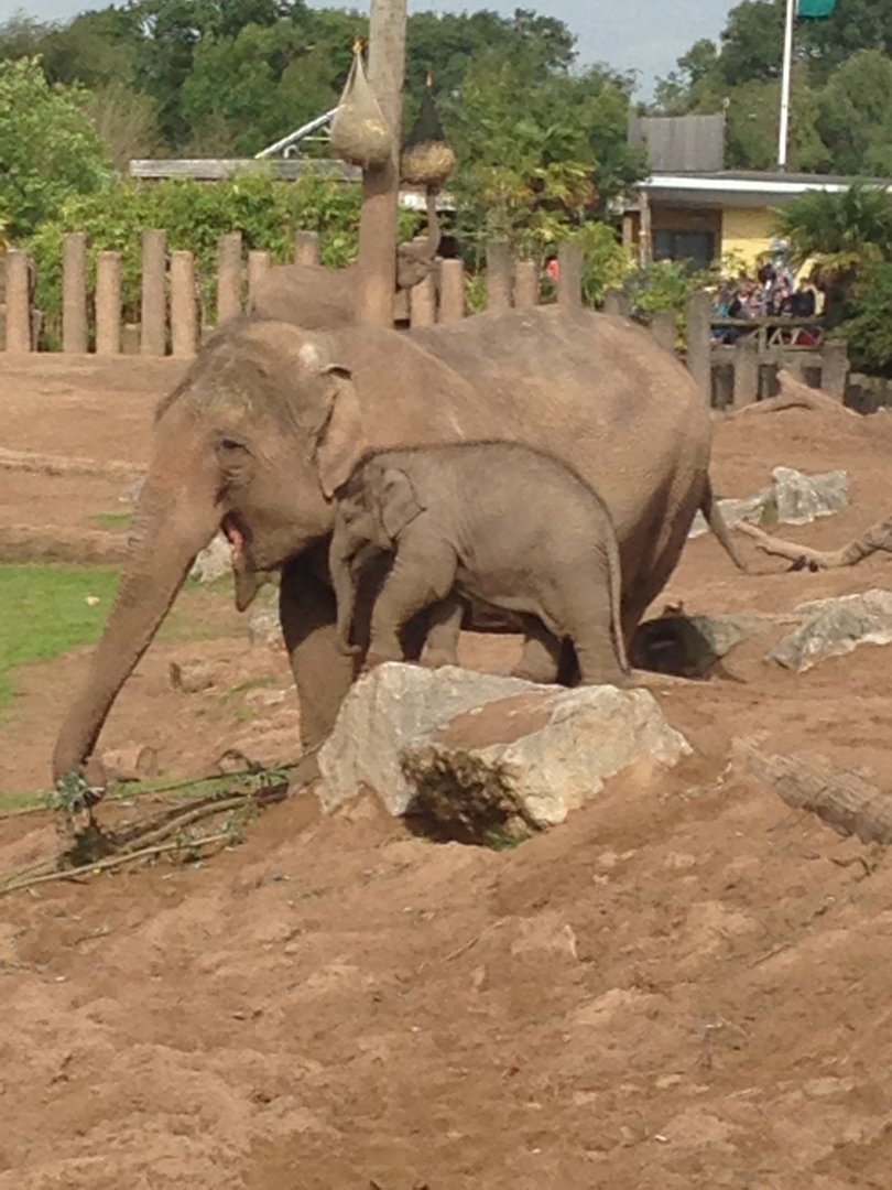 Maya and one of the calves