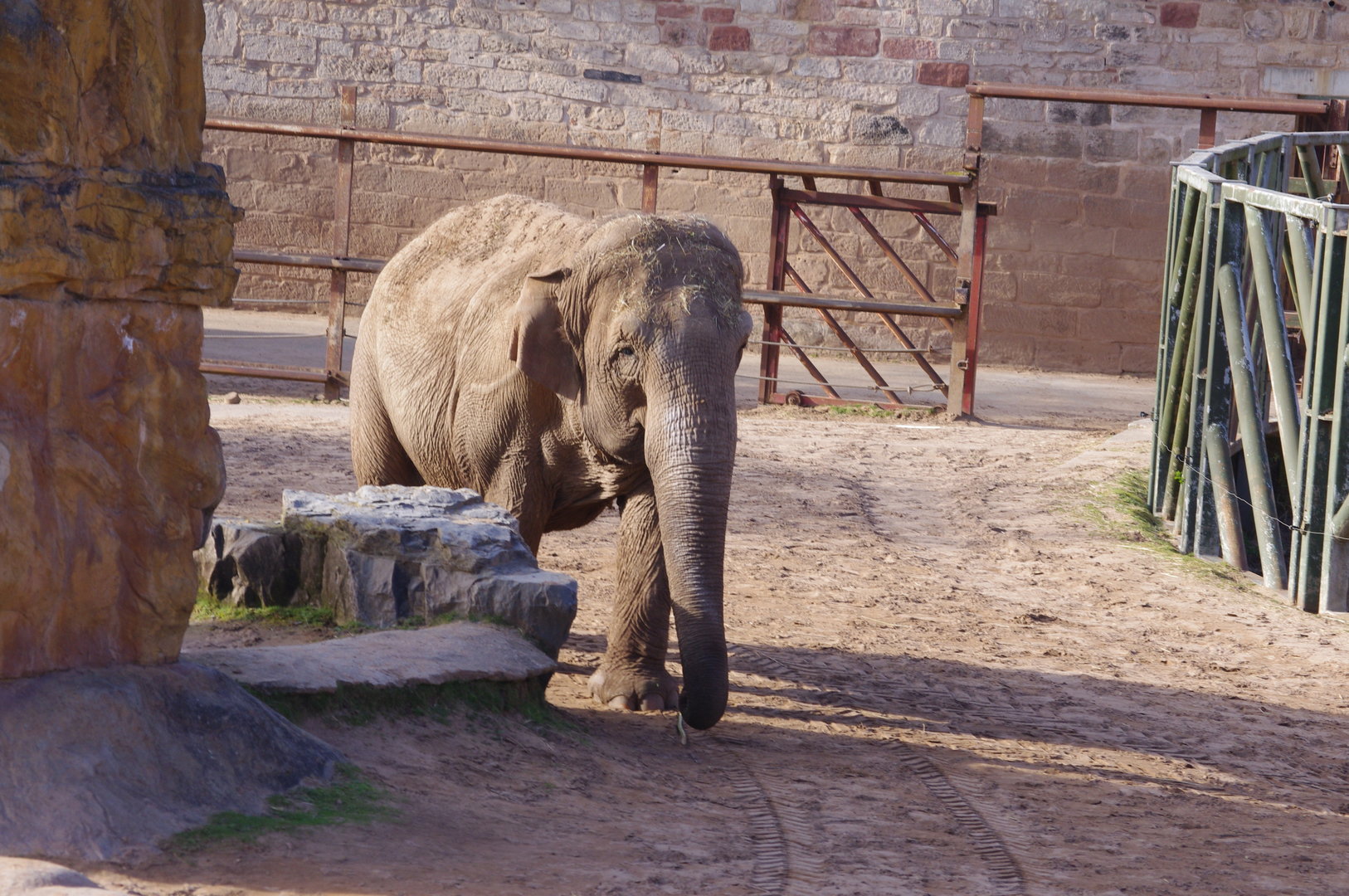 Maya- Asian Elephant- 4/4/2023