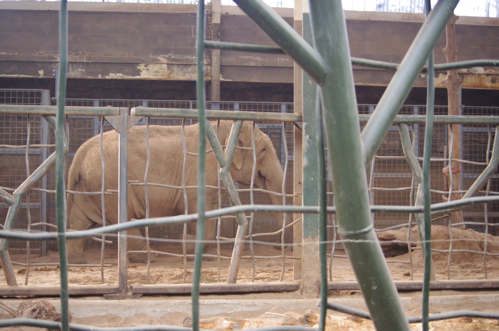 Maya- Asian Elephant- Chester Zoo 4/4/2023