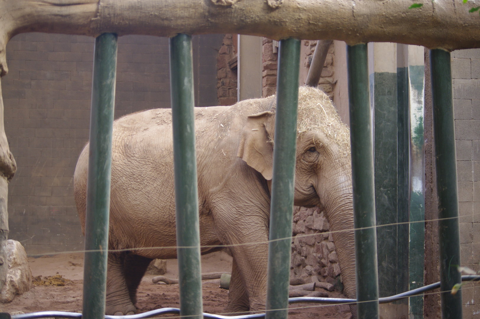 Maya- Asian Elephant- Chester Zoo 4/4/2023