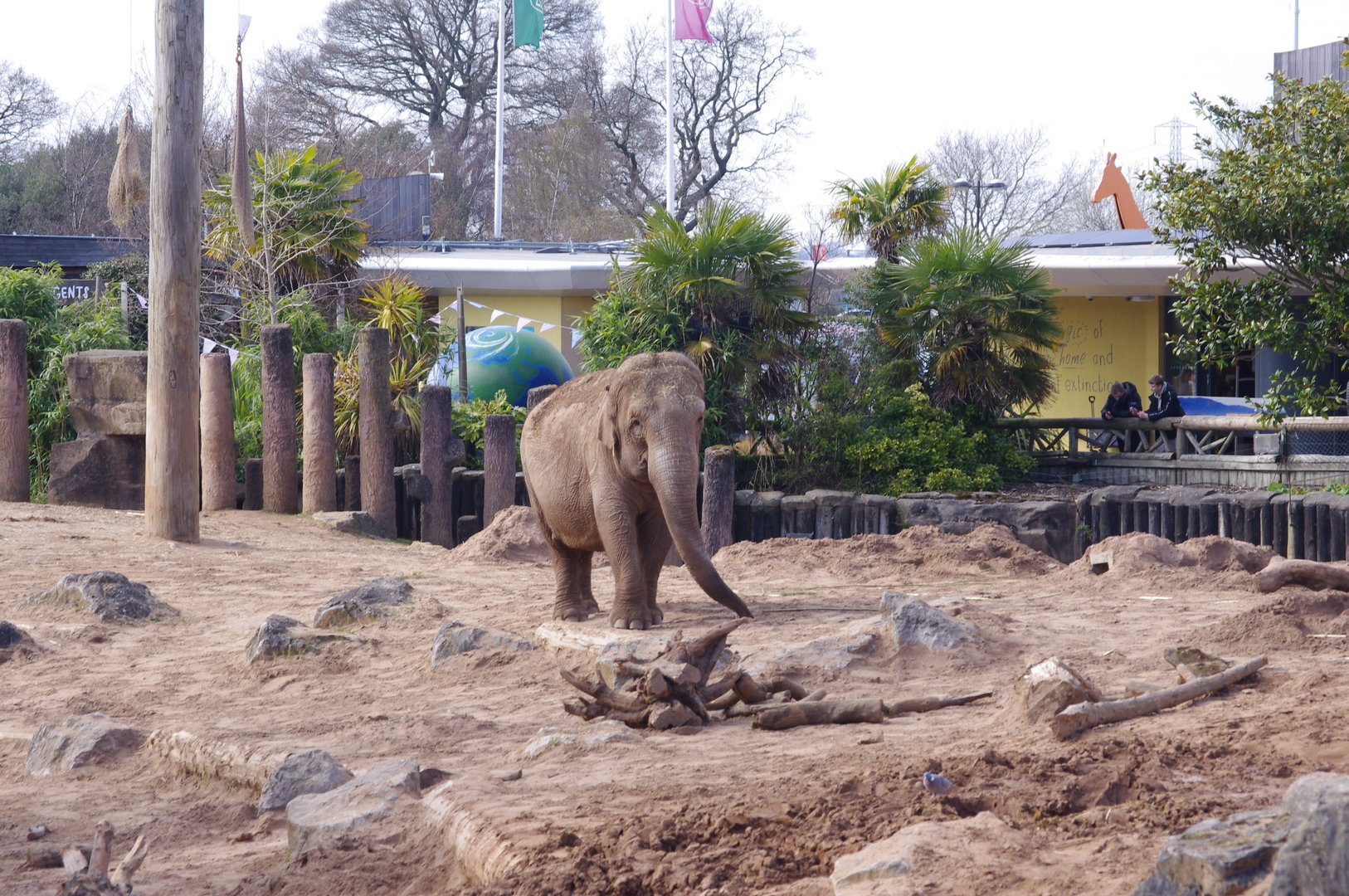 Maya- Asian elephant cow- 4/4/2023