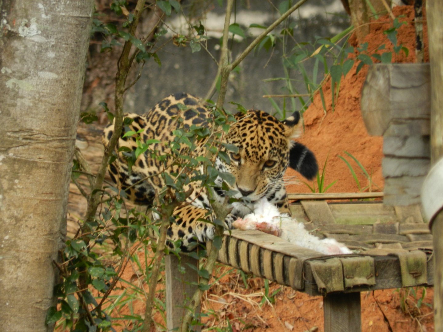 Maya - Belo Horizonte zoo