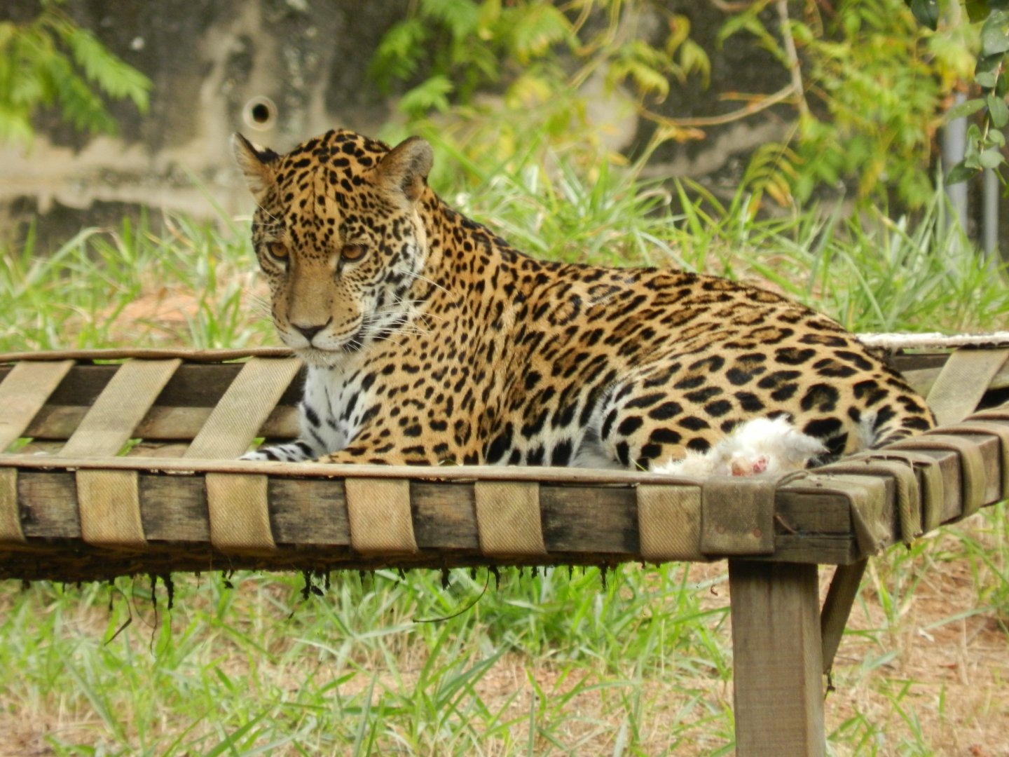 Maya - Belo Horizonte zoo
