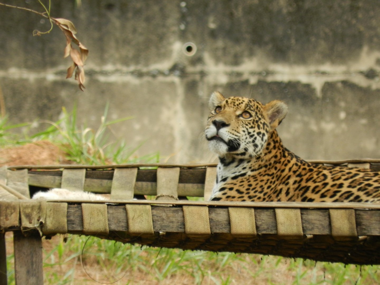 Maya - Belo Horizonte zoo
