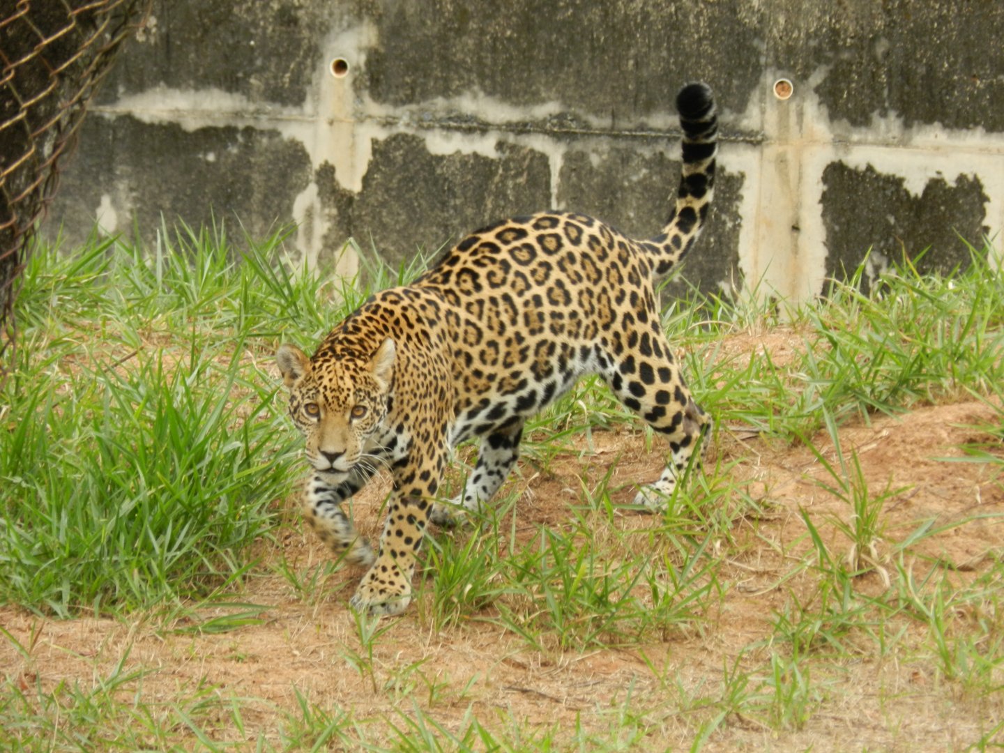 Maya - Belo Horizonte zoo