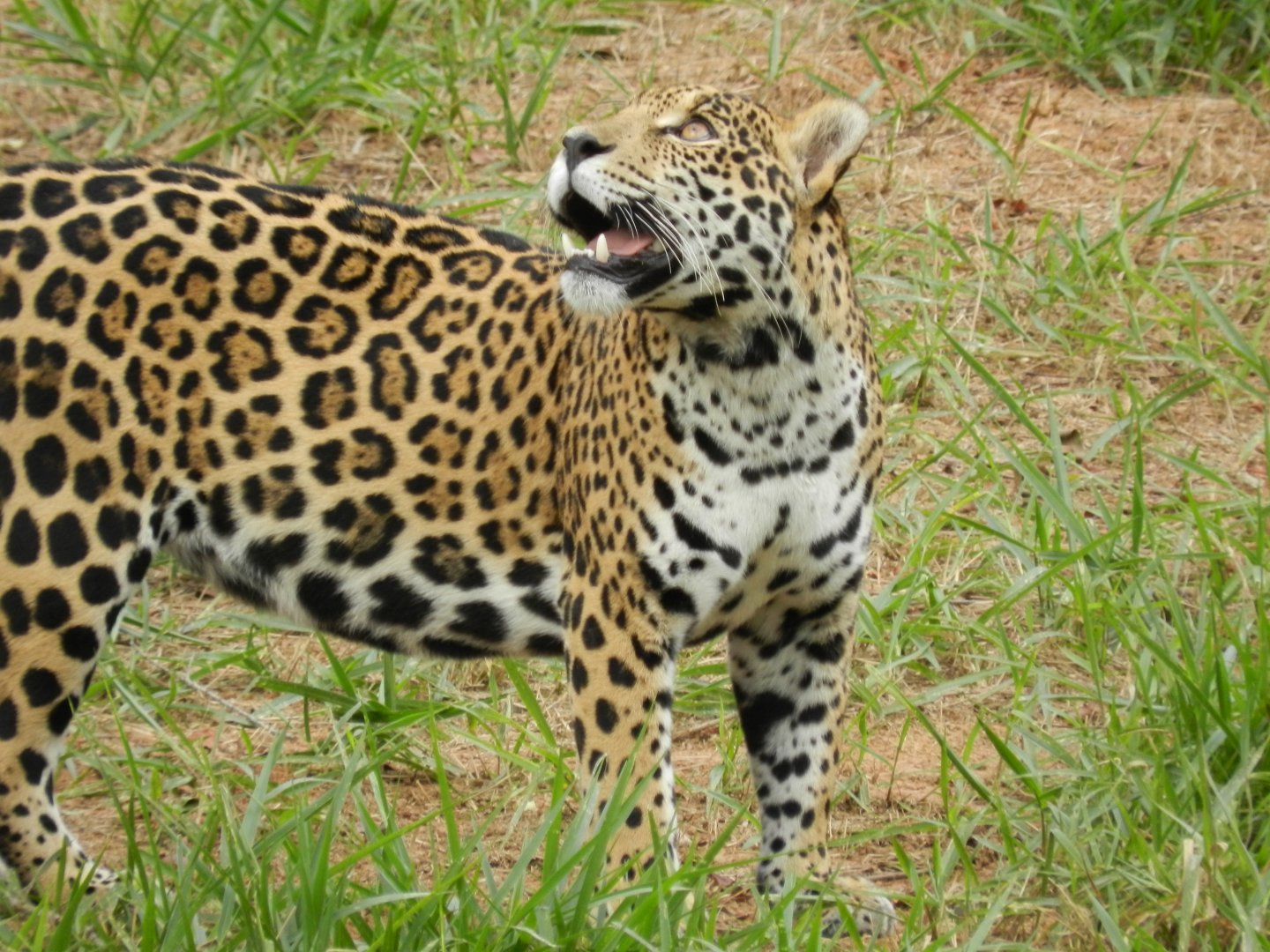 Maya - Belo Horizonte zoo
