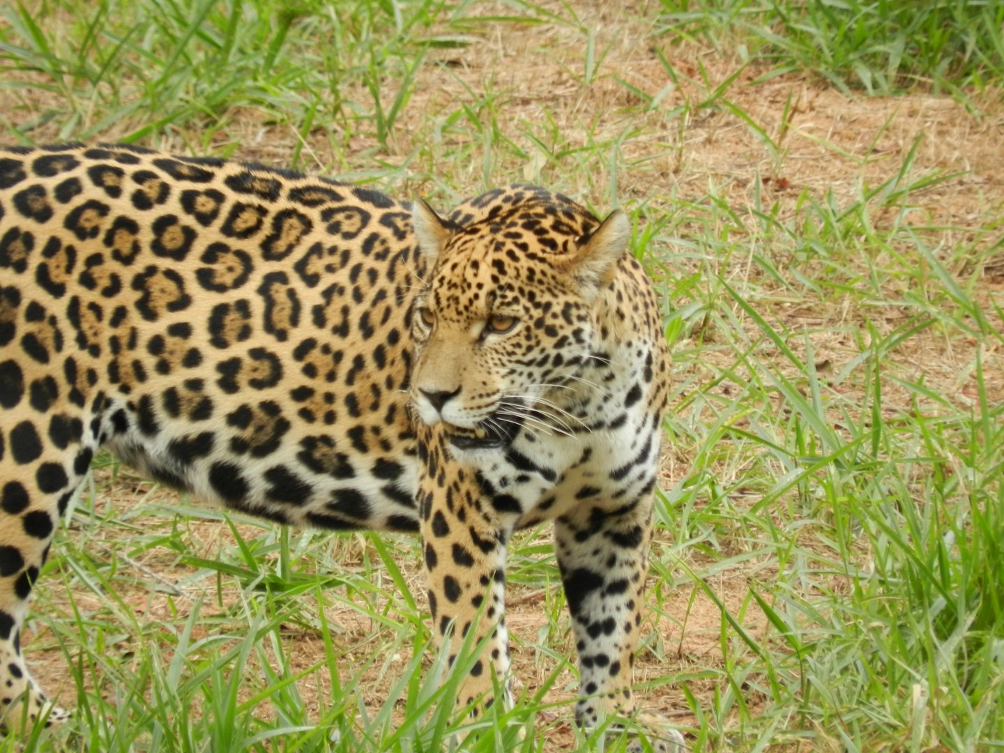 Maya - Belo Horizonte zoo