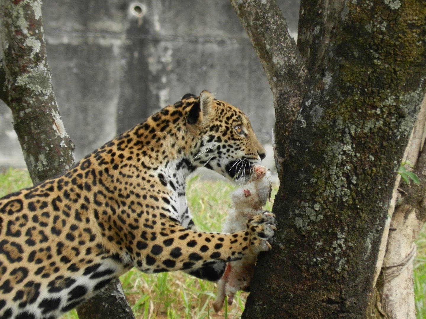 Maya - Belo Horizonte zoo
