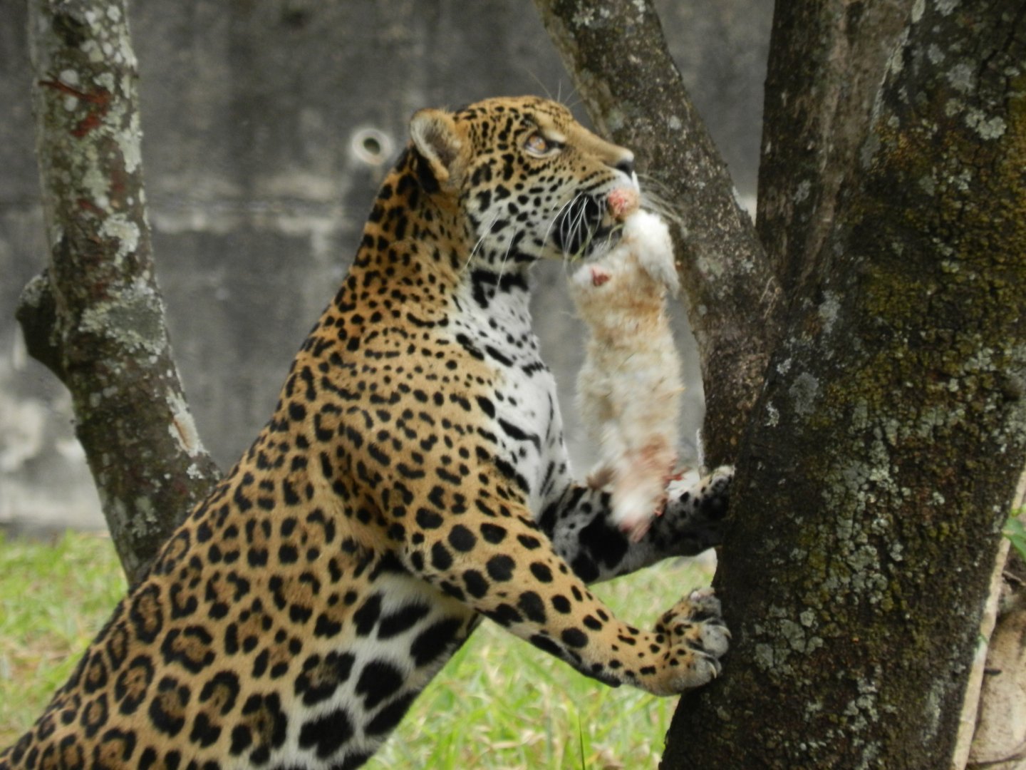 Maya - Belo Horizonte zoo