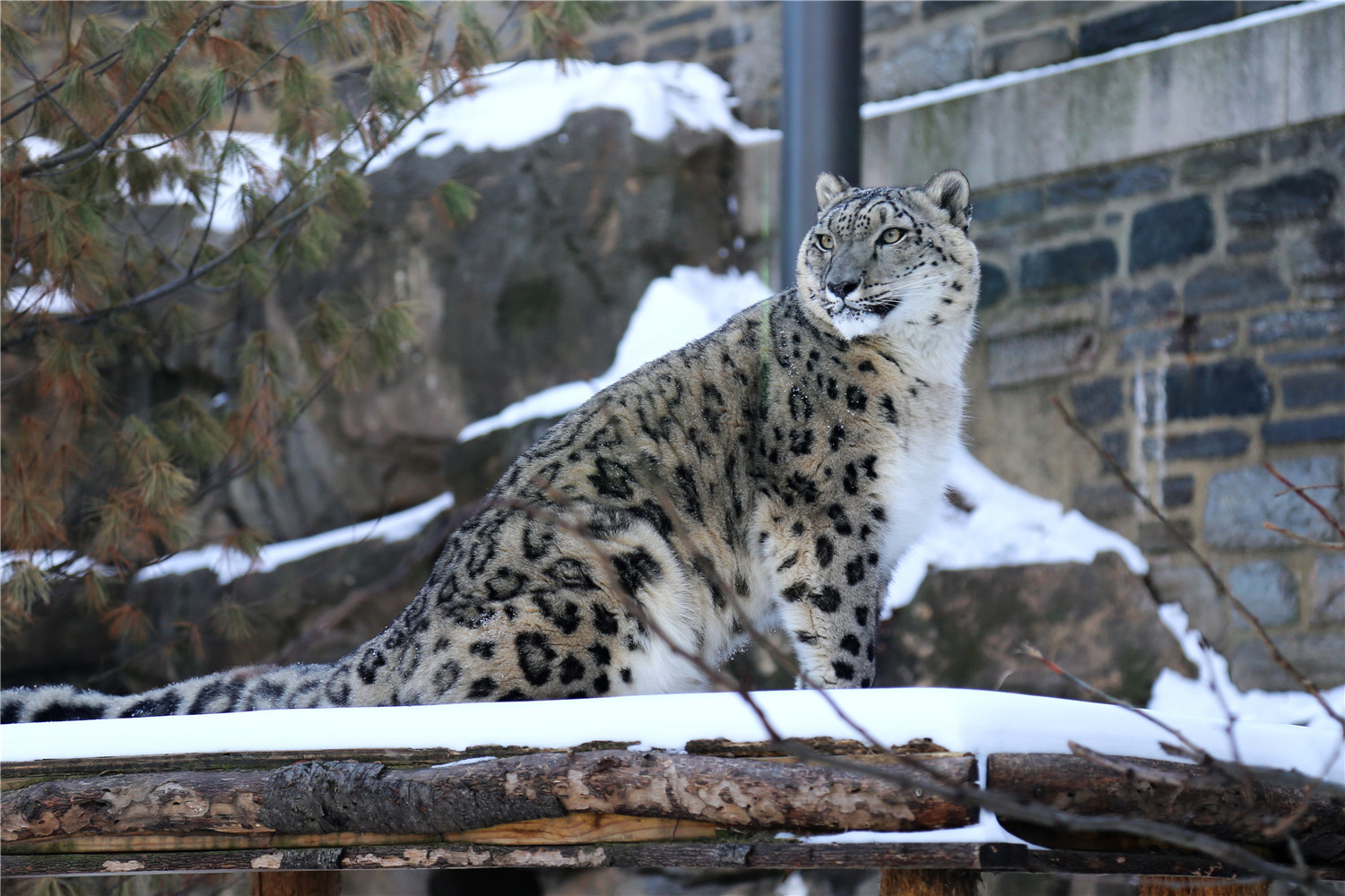 Maya the Snow Leopard