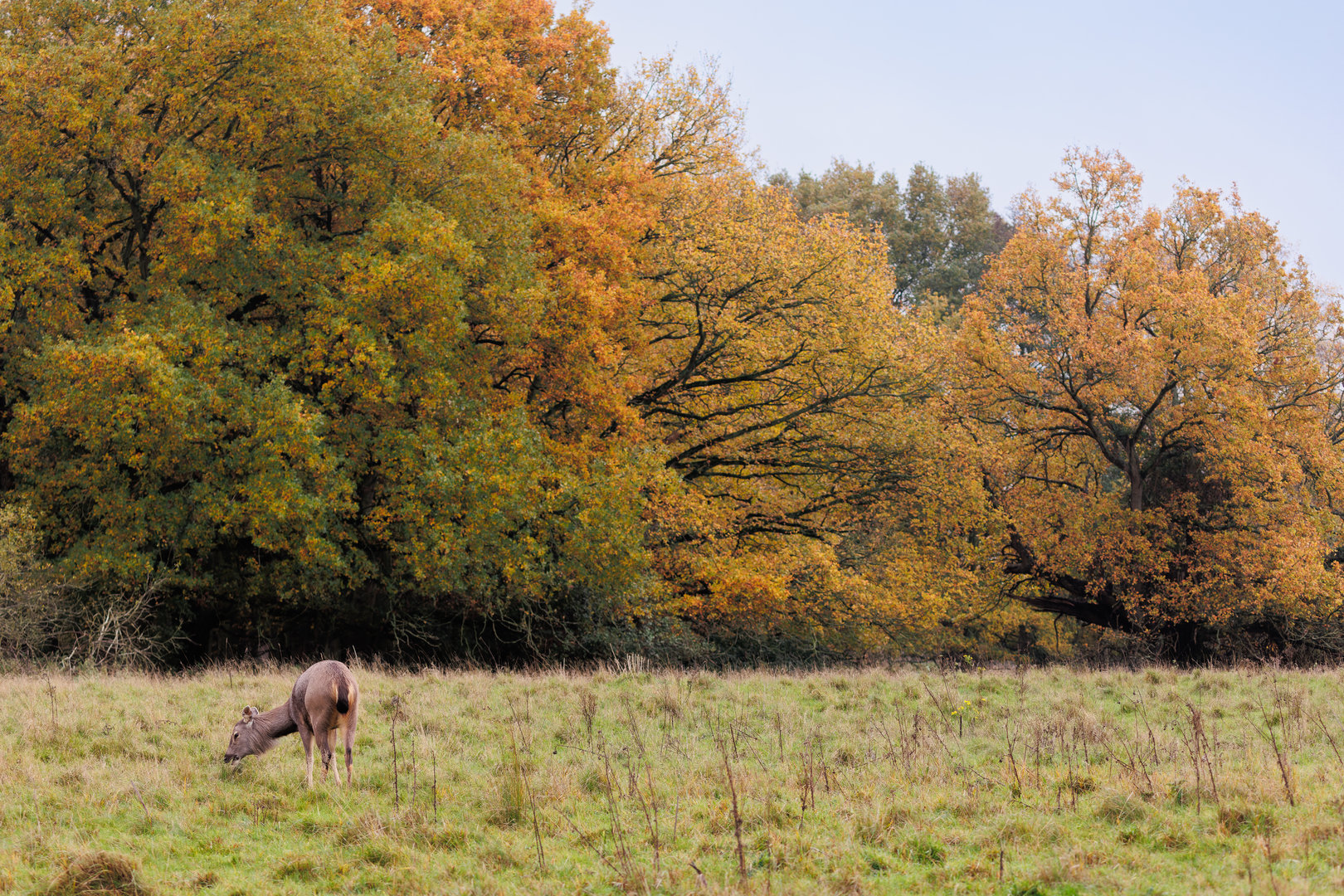Mayalan Sambar / Watatunga / 27-2-11