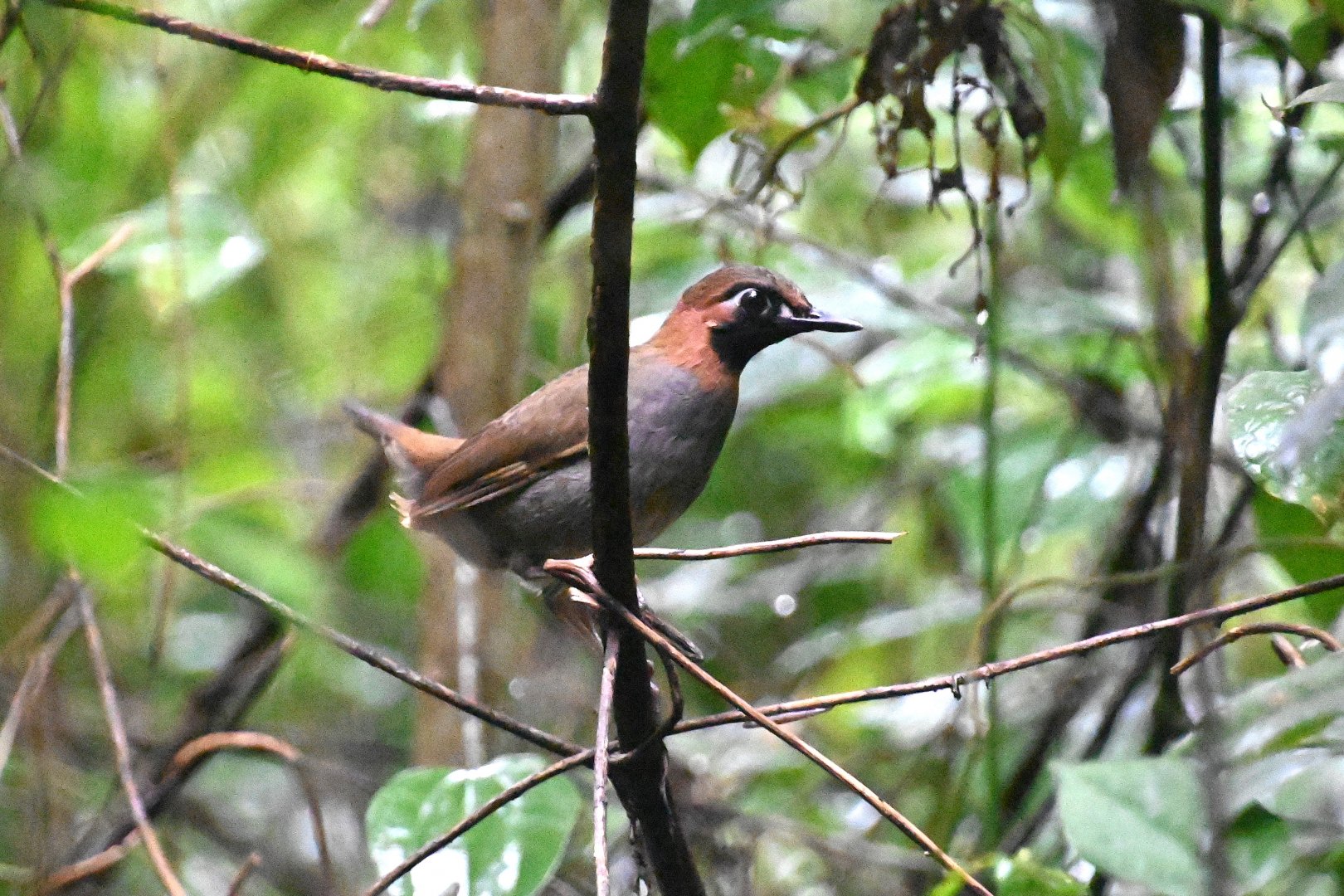 Mayan antthrush (Formicarius moniliger)