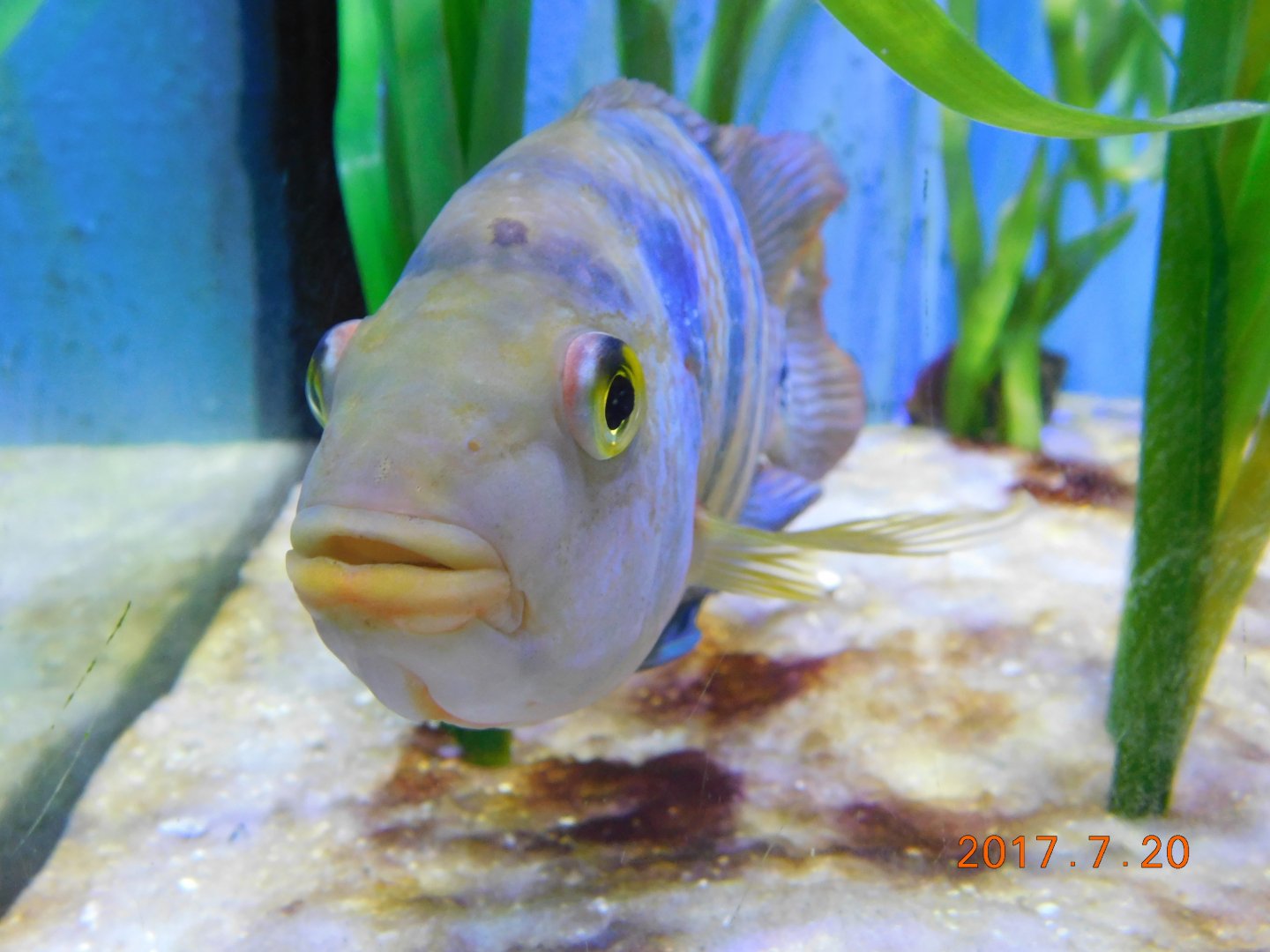 Mayan Cichlid